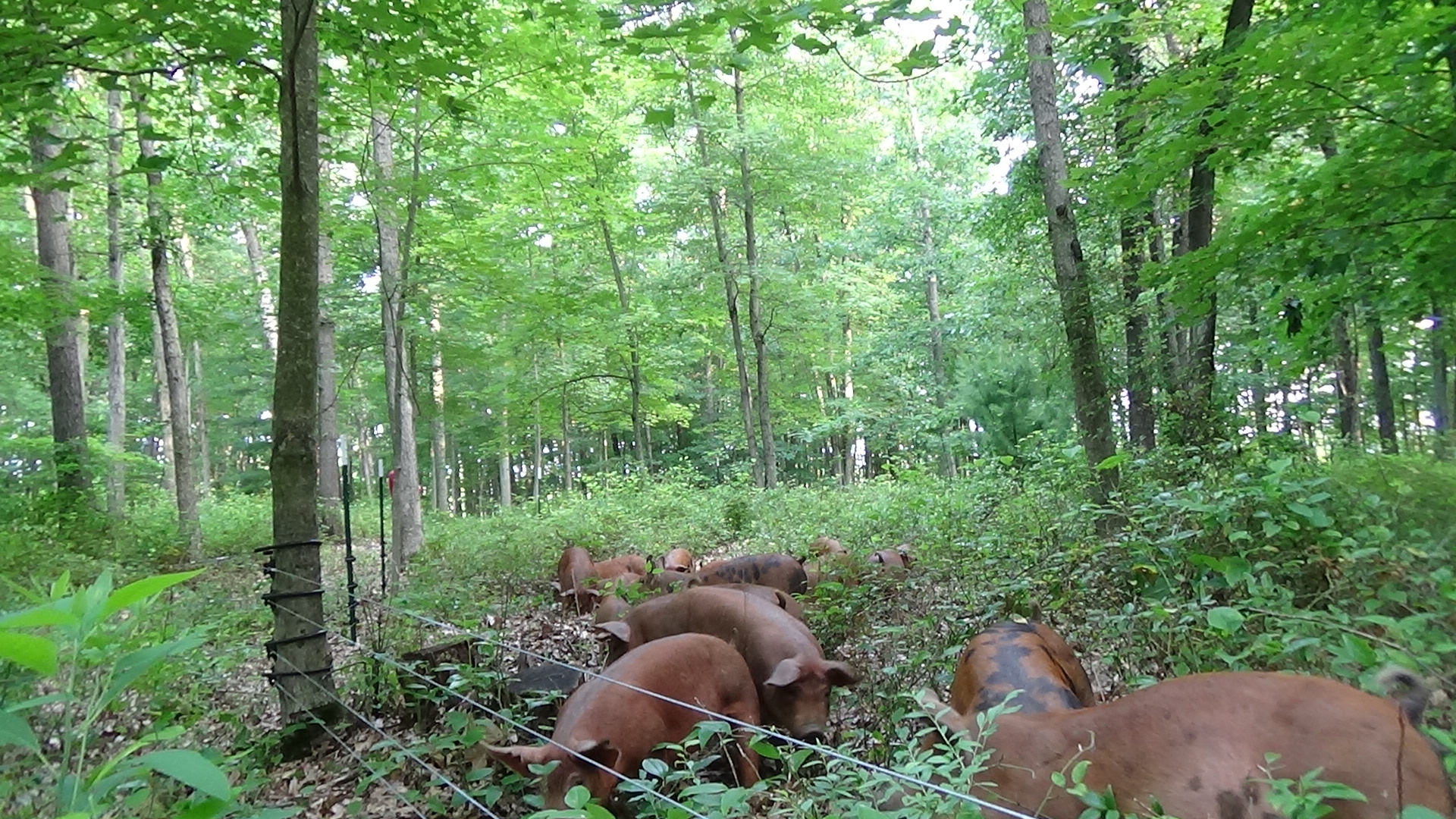 2019 Pigs 4th Week