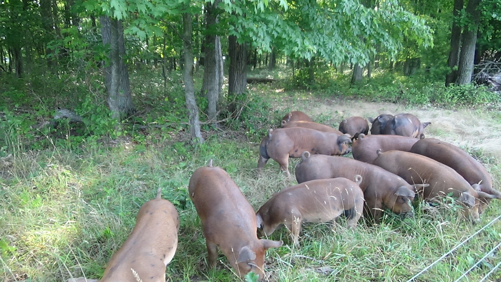 Happy Pigs