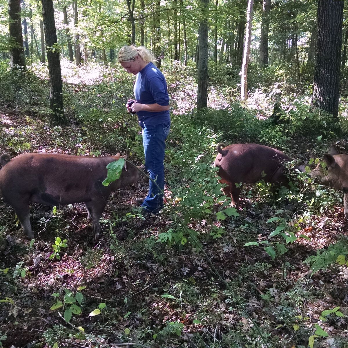 Pigs